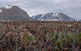 Drieteenstrandloper broedend in Groenland