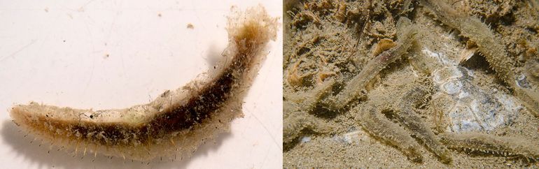 Snotworm: we dachten dat dit de borstelworm Flabelligera affinis was. Het DNA-profiel van het CO1-gen is echter 17 procent afwijkend. Er moet veel meer onderzoek verricht worden om deze waarschijnlijk nog onbeschreven soort een wetenschappelijke naam te geven