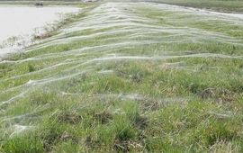 Dekens van spinnendraden die deinen in de wind