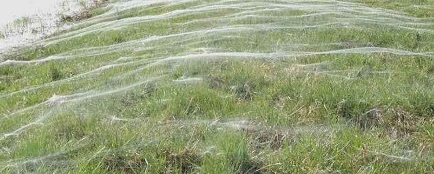 Dekens van spinnendraden die deinen in de wind