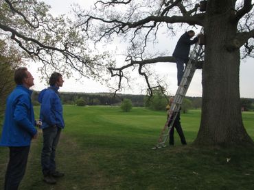Nestkastcontrole samen met leden van de Edese Golfclub Papendal