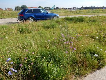 Bermen kunnen, mits goed beheerd, van groot belang zijn voor biodiversiteit