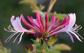 Lonicera periclymenum , Wilde kamperfoelie