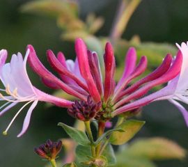 Lonicera periclymenum , Wilde kamperfoelie
