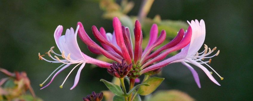 Lonicera periclymenum , Wilde kamperfoelie