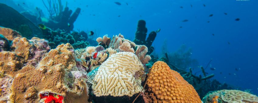 Nature Today  Population structure and connectivity of reef