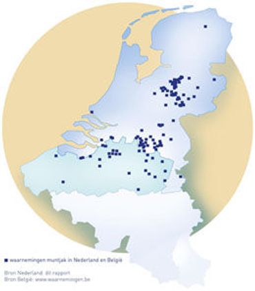 Waarnemingen muntjak in Nederland en België