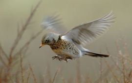 Turdus pilaris. Kramsvogel