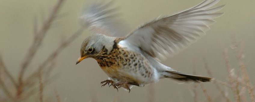 Turdus pilaris. Kramsvogel