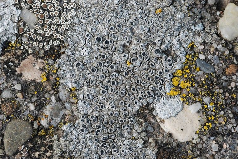 Rond Dambordje (Circinaria contorta) vormt ronde mozaïekjes op een stoeptegel, tussen andere korstmossen in. Ook zichtbaar zijn Kleine Geelkorst (Candalariella aurella) en Witrandschotelkorst (Lecanora semipallida)