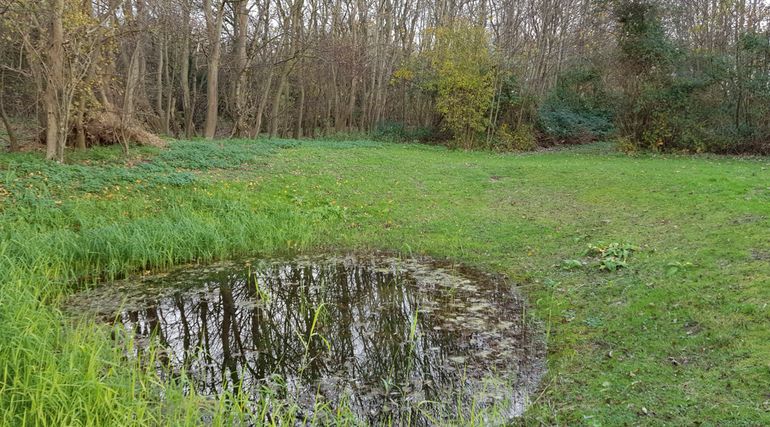 Eerste vindplaats (2016) van de Gevlekte grasslak in Cadzand-Bad