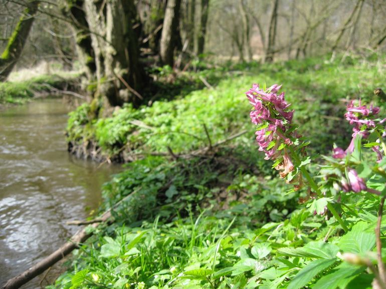 Vingerhelmbloem op de oever van de Geul