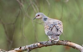 Jankees Schwiebbe, BirdPhoto Zomertortel