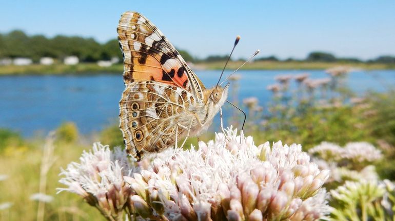 In de nazomer zijn distelvlinders vaak te vinden op nectarrijke planten, zoals koninginnekruid