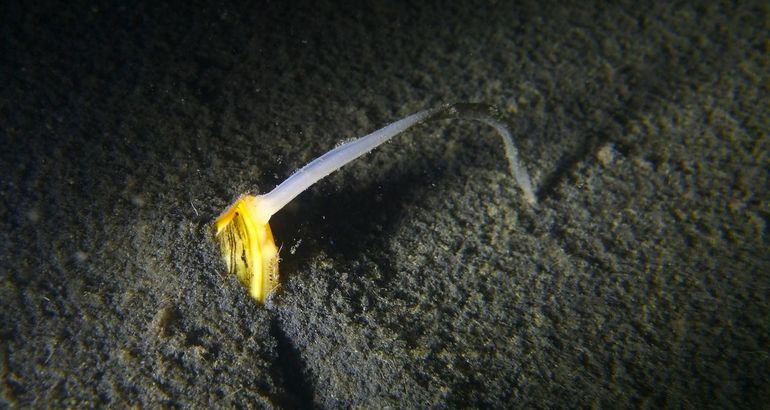 Uit de bodem van het Grevelingenmeer stekend exemplaar van de Gladde snavelneut met een opvallend lange sifobuis