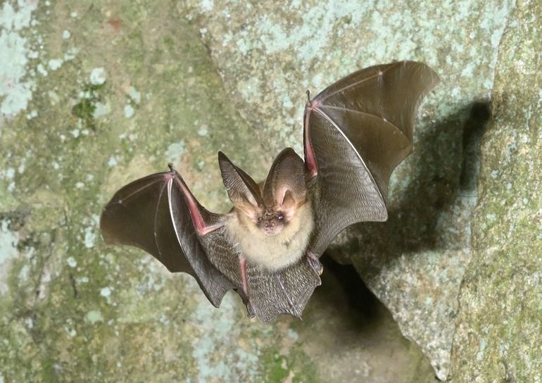 De gewone grootoorvleermuis is een behendige insecteneter