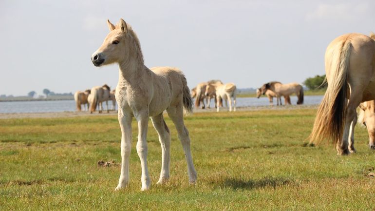 De fjordenpaarden en andere grote grazers zorgen voor meer biodiversiteit in de Slikken van Flakkee