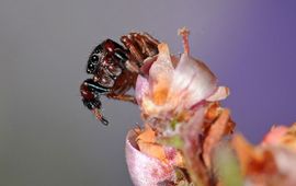 Mannetje Roodknie-dikpootspringspin (foto: Pierre Oger, ARABEL-beeldbank)