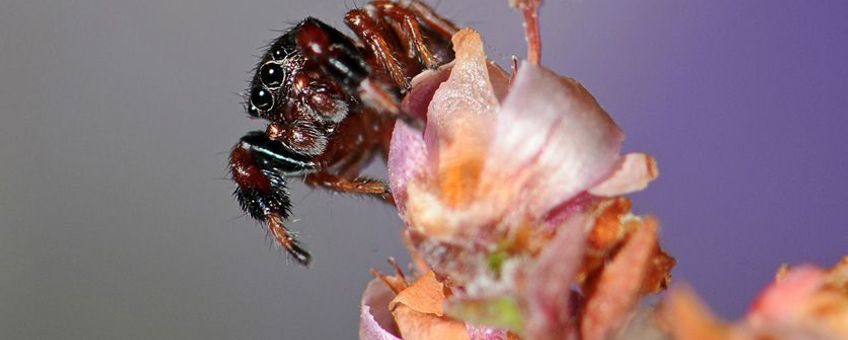 Mannetje Roodknie-dikpootspringspin (foto: Pierre Oger, ARABEL-beeldbank)