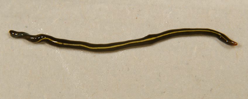 Blauwe tuinplatworm Caenoplana coerulea