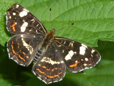 Het landkaartje is in augustus volop aanwezig in het Kuinderbos