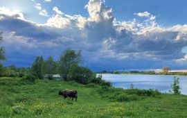 Natuurlijke begrazing in een rivierenlandschap