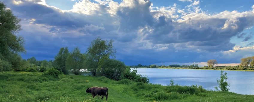 Natuurlijke begrazing in een rivierenlandschap