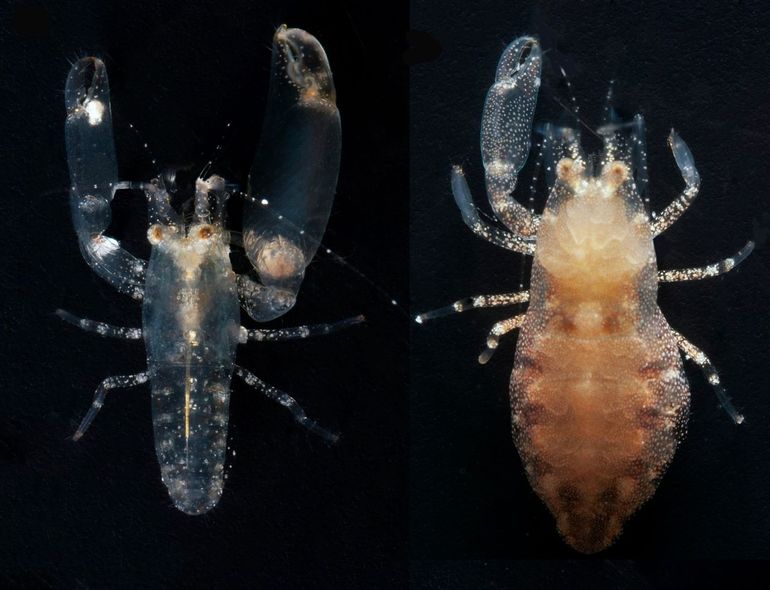 De ontdekking van één soort steurgarnaal die nieuw is voor de wetenschap: Periclimenaeus cloacola