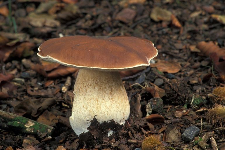 Gewoon eekhoorntjesbrood is voedsel voor slakken, muizen, vogels en natuurlijk eekhoorns