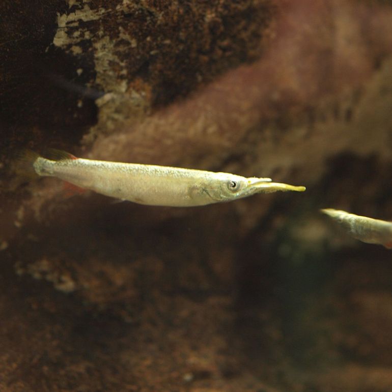 Het halfsnavelbekje is de enige moderne vis met zo'n onderkaak