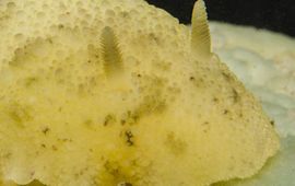 Zeldzame Citroenslak gevonden tijdens LIMP excursie van 7 februari 2015 in de noordwestelijke Oosterschelde.