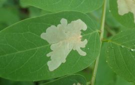 Robiniawolkje, Parectopa robiniella