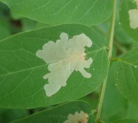 Robiniawolkje, Parectopa robiniella