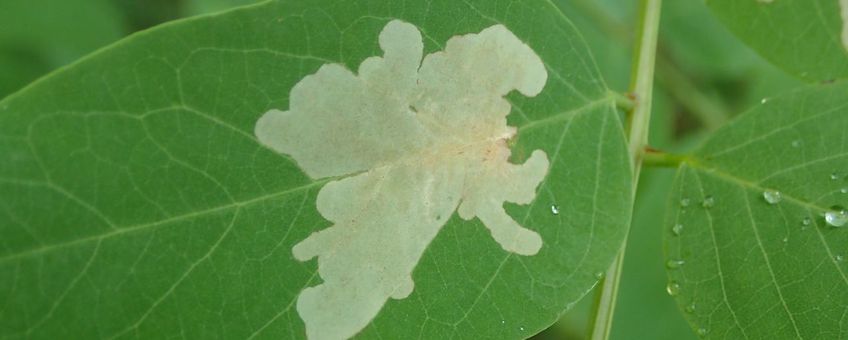 Robiniawolkje, Parectopa robiniella