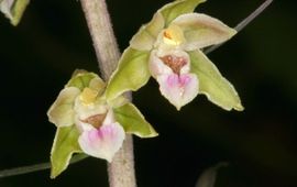 Paarse wespenorchis macro - eenmalig gebruik