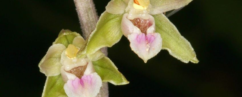 Paarse wespenorchis macro - eenmalig gebruik