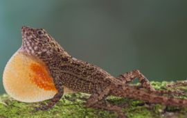 Hagedis Anolis allogus in Cubaans regenwoud