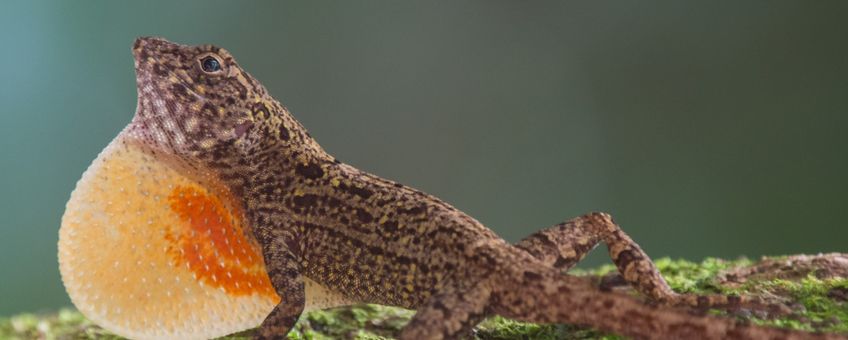 Hagedis Anolis allogus in Cubaans regenwoud