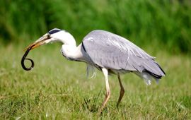 Ardea cinerea. Blauwe reiger