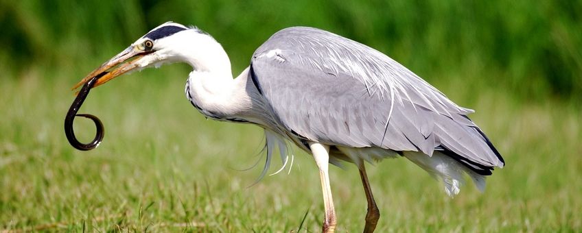 Ardea cinerea. Blauwe reiger