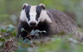 Meldpunt Wildlife Crime das