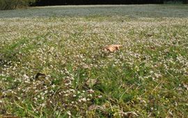 Rutger Barendse, Saxifraga vroegeling