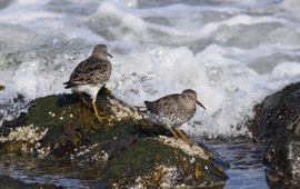 Calidris maritima, Paarse strandloper