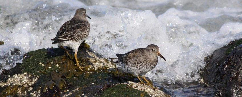Calidris maritima, Paarse strandloper