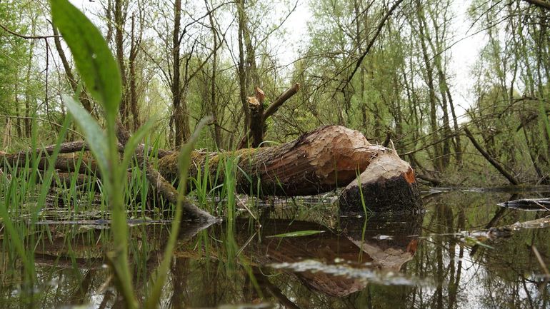 De dynamiek in de natuurrivier in de Millingerwaard wordt versterkt door de aanwezigheid van de bever