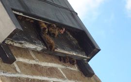 Vleermuizen zoeken buiten een vleermuiskast naar koelte en frisse lucht