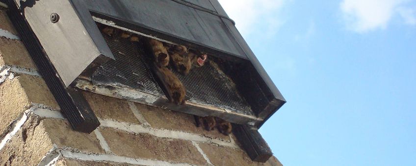 Vleermuizen zoeken buiten een vleermuiskast naar koelte en frisse lucht