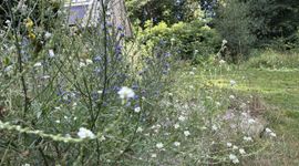 Natuurlijke tuin met streekeigen planten
