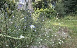 Natuurlijke tuin met streekeigen planten