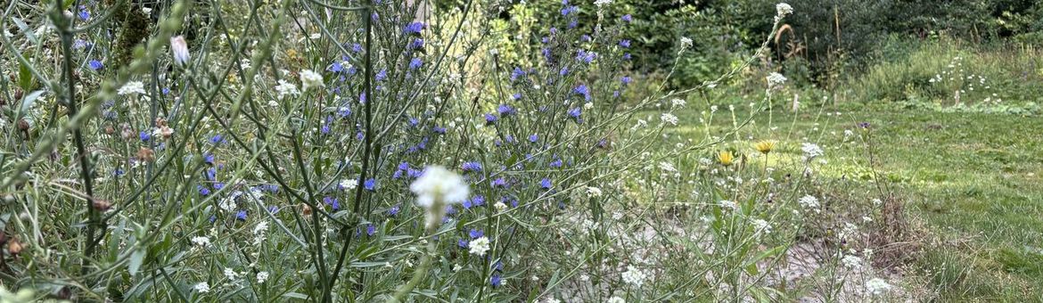 Natuurlijke tuin met streekeigen planten